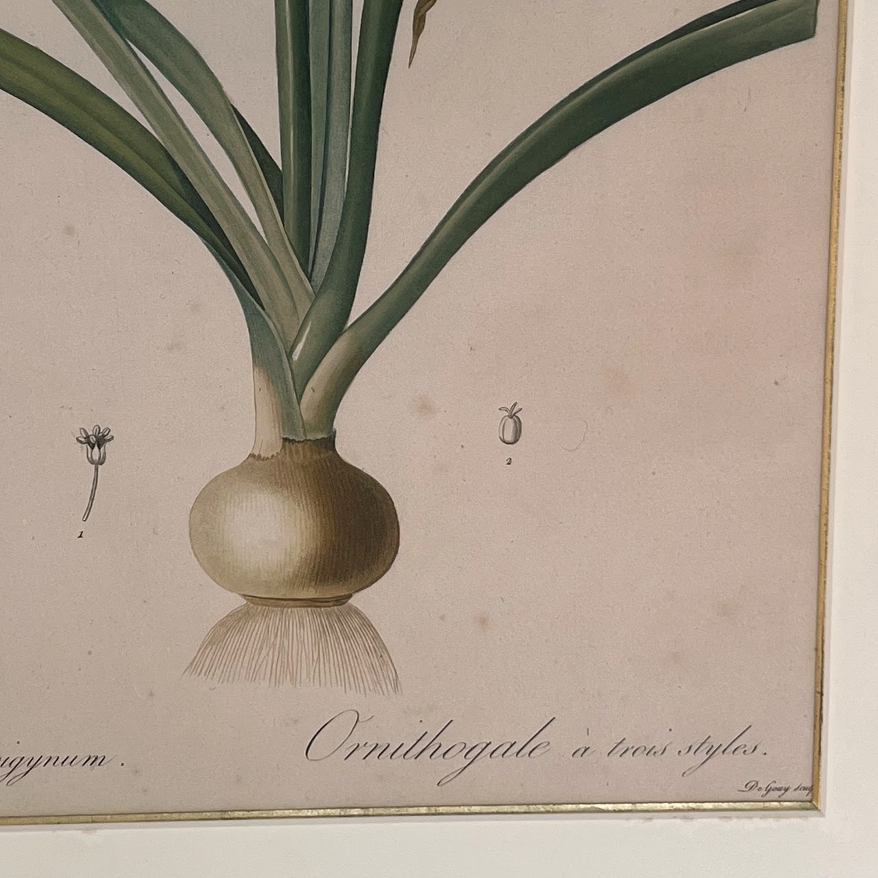 After De Gouy and Pierre Redouté 'Ornithogalum' Antique Botanical Lithograph