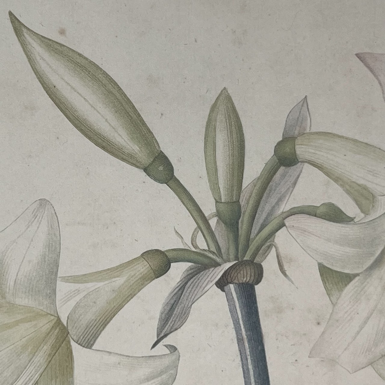 After De Gouy and Pierre Redouté 'Amaryllis' Antique Botanical Lithograph