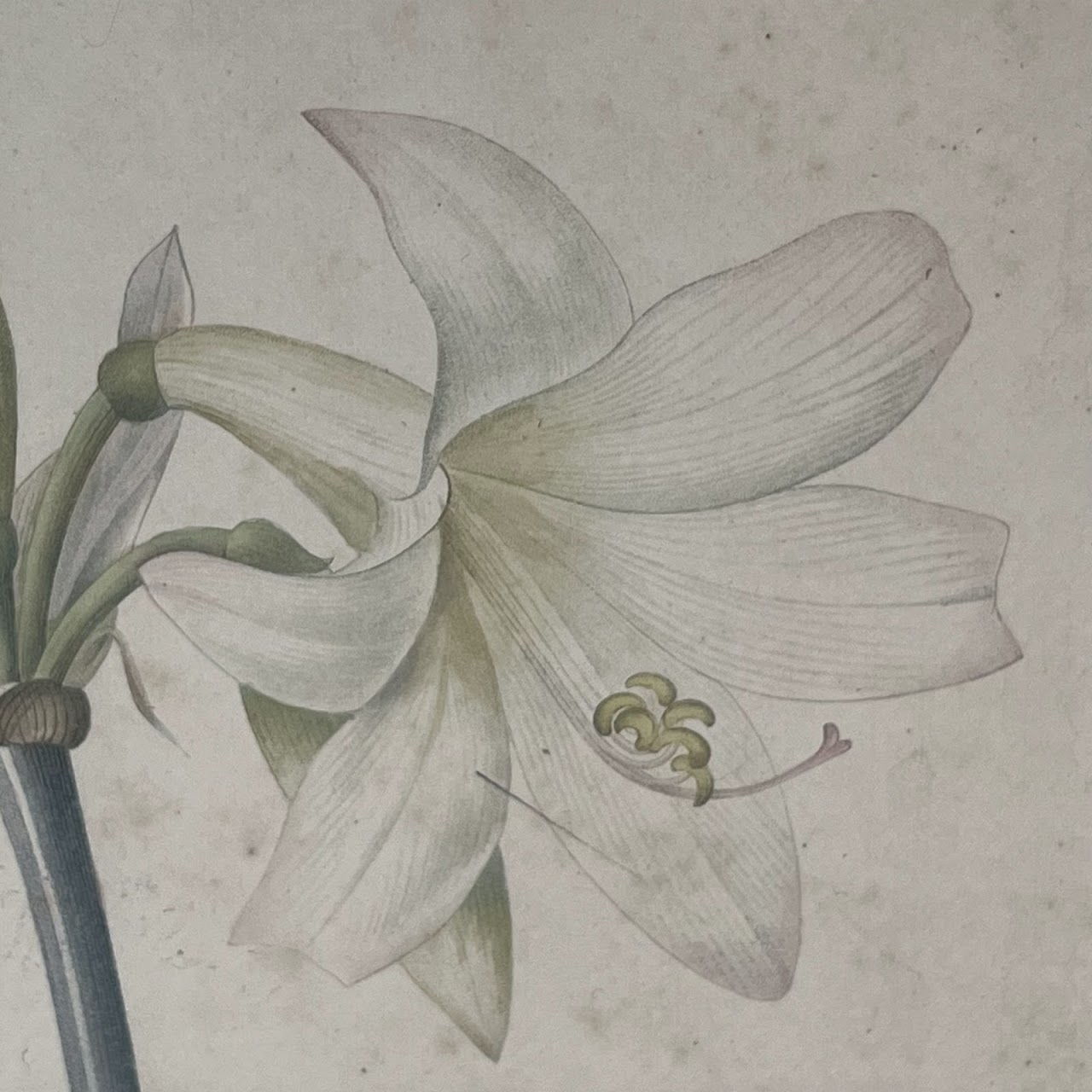 After De Gouy and Pierre Redouté 'Amaryllis' Antique Botanical Lithograph