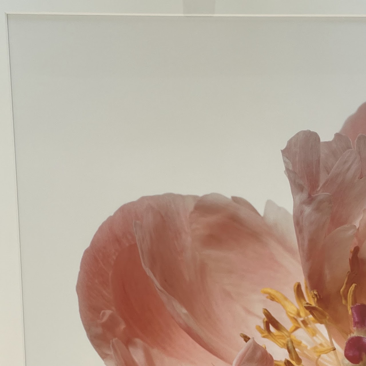 Paul Lang 'Aerin' from the 'Big Blooms' Series Large Scale Photograph