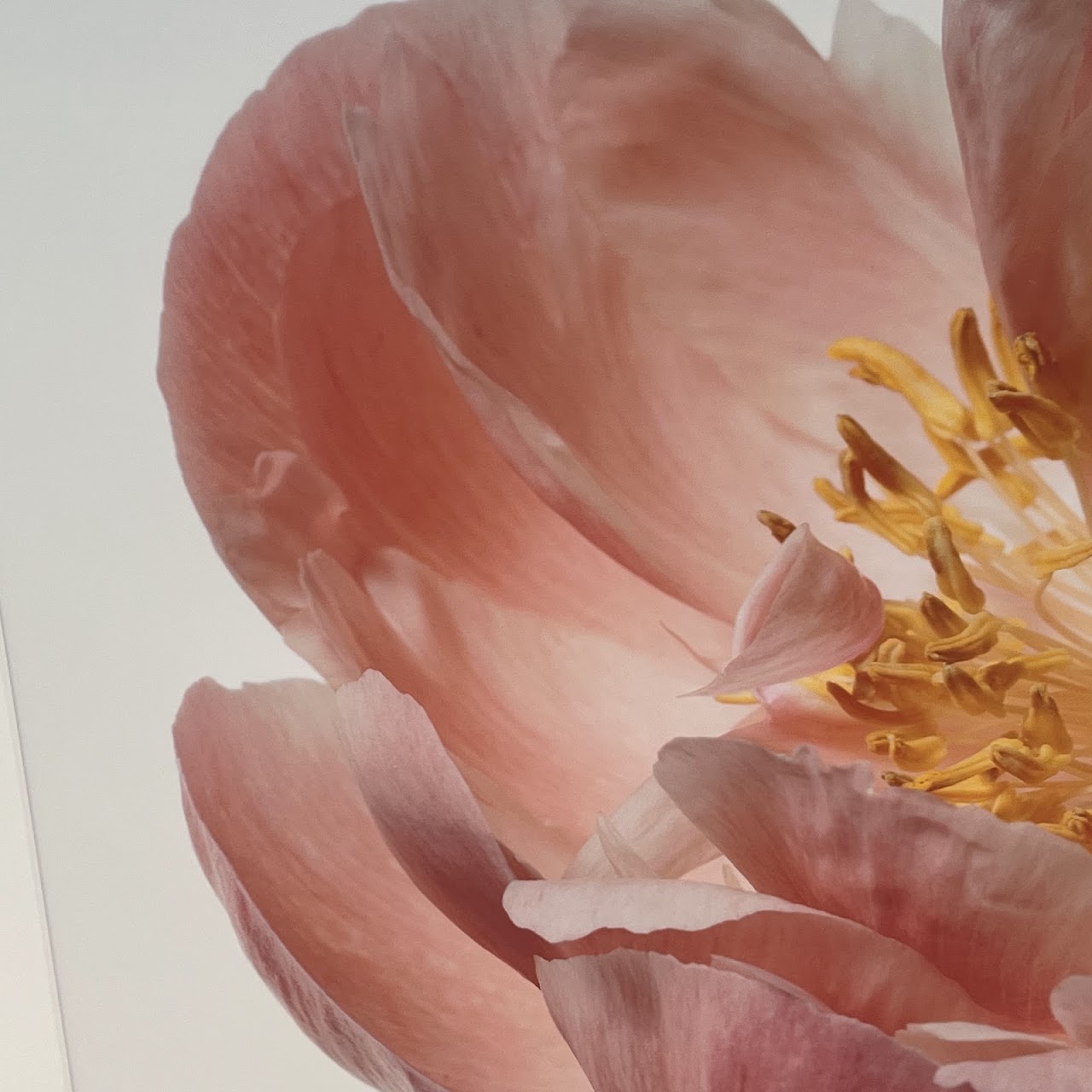 Paul Lang 'Aerin' from the 'Big Blooms' Series Large Scale Photograph