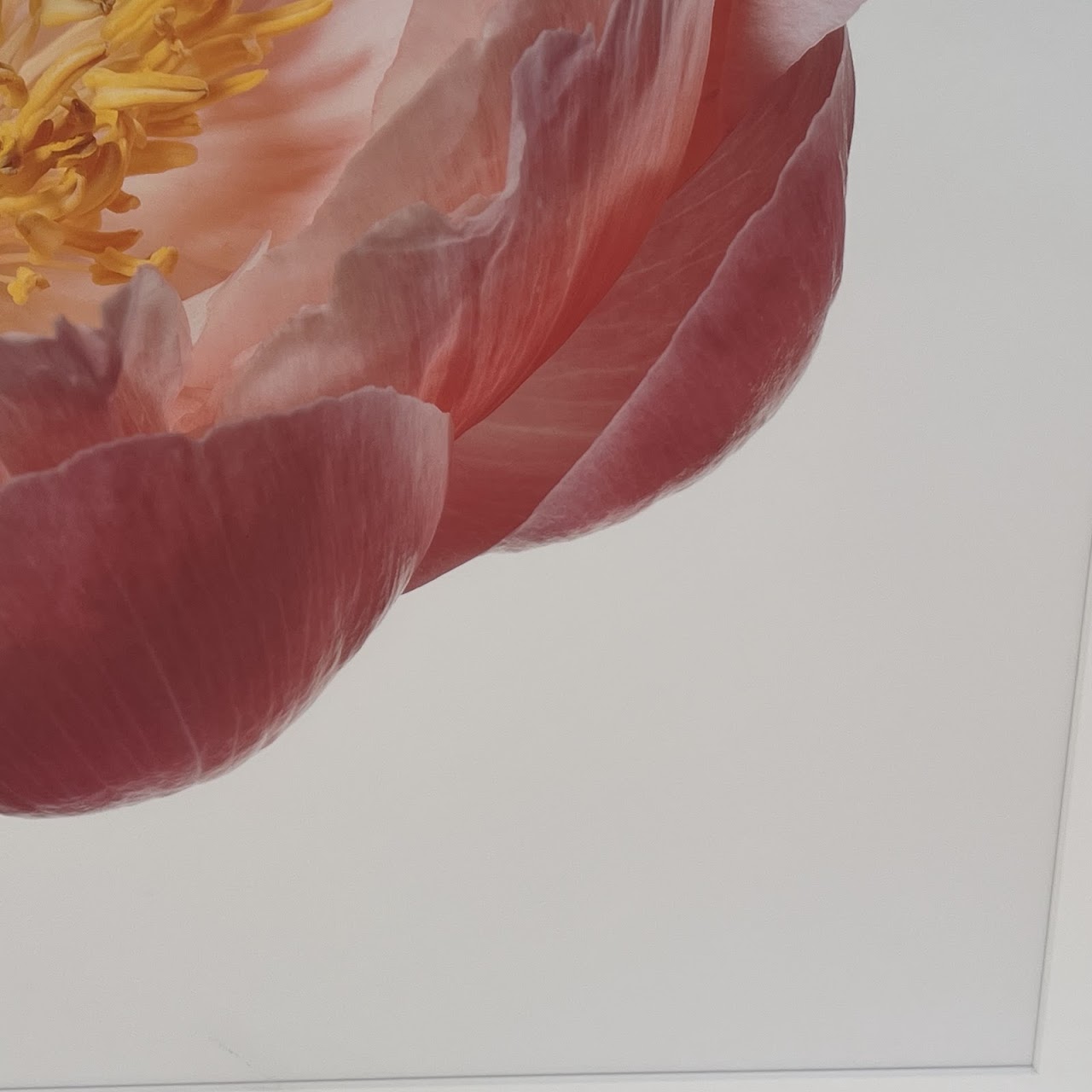 Paul Lang 'Aerin' from the 'Big Blooms' Series Large Scale Photograph