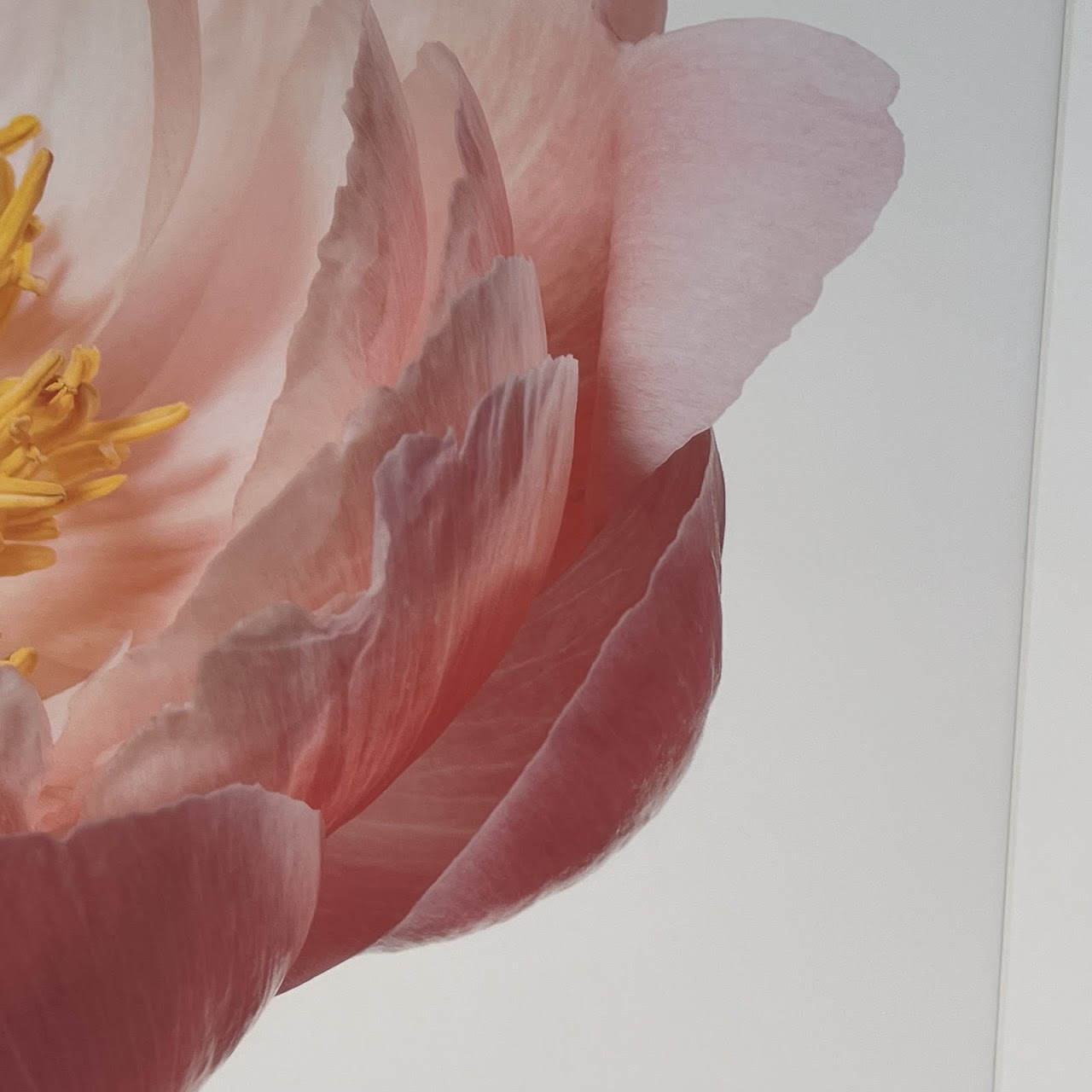 Paul Lang 'Aerin' from the 'Big Blooms' Series Large Scale Photograph