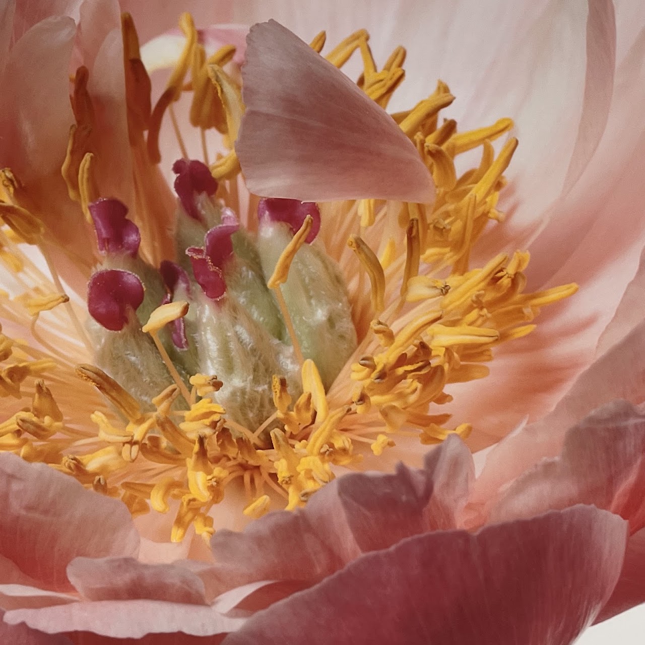 Paul Lang 'Aerin' from the 'Big Blooms' Series Large Scale Photograph