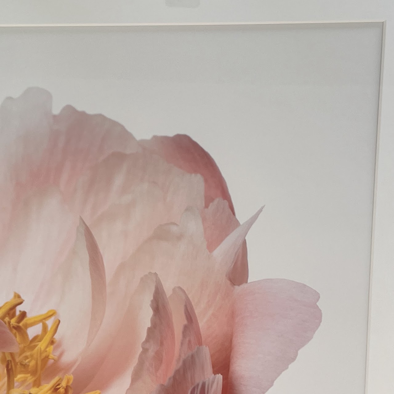 Paul Lang 'Aerin' from the 'Big Blooms' Series Large Scale Photograph