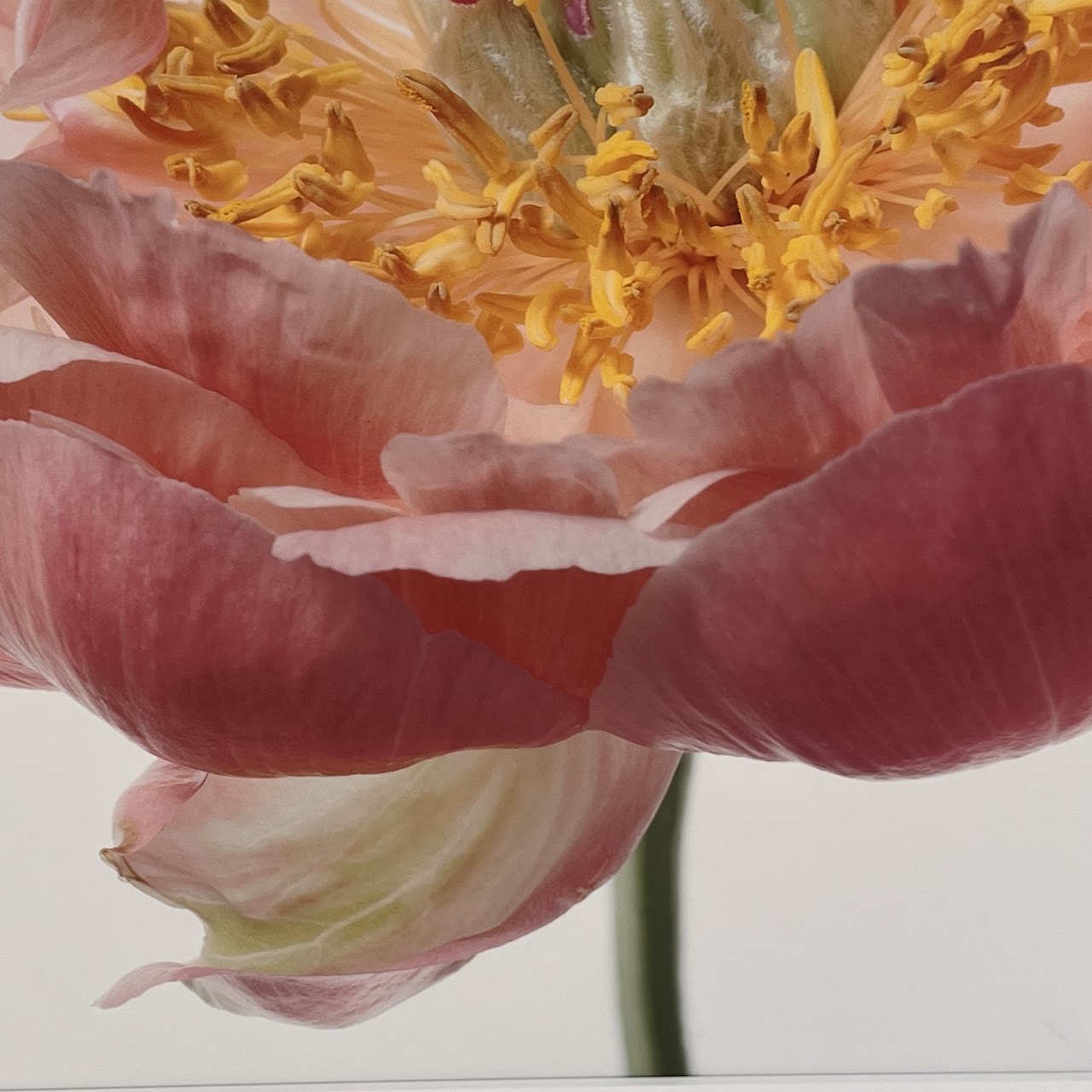 Paul Lang 'Aerin' from the 'Big Blooms' Series Large Scale Photograph