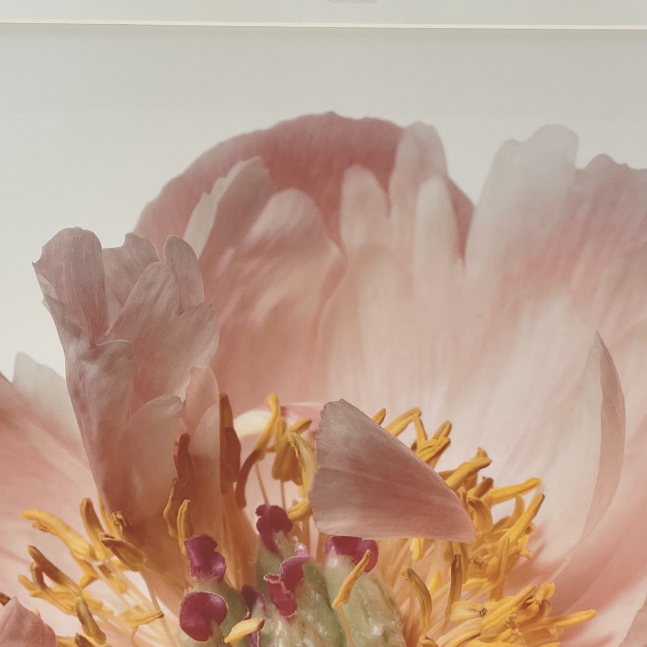 Paul Lang 'Aerin' from the 'Big Blooms' Series Large Scale Photograph