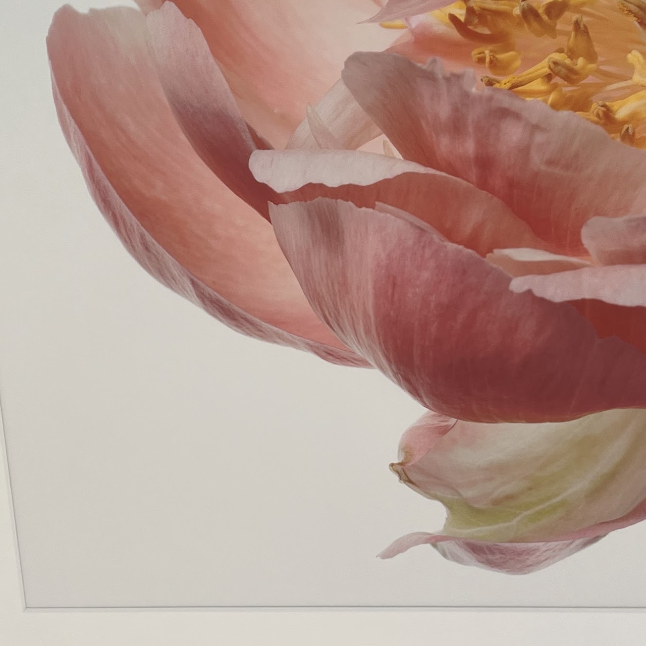 Paul Lang 'Aerin' from the 'Big Blooms' Series Large Scale Photograph