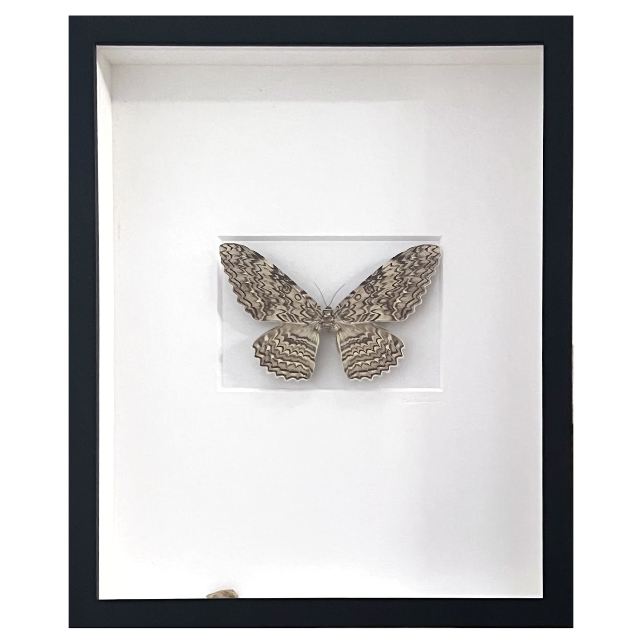 Christopher Marley 'Pheromone: Ghost Moth' Mounted Moth Specimen