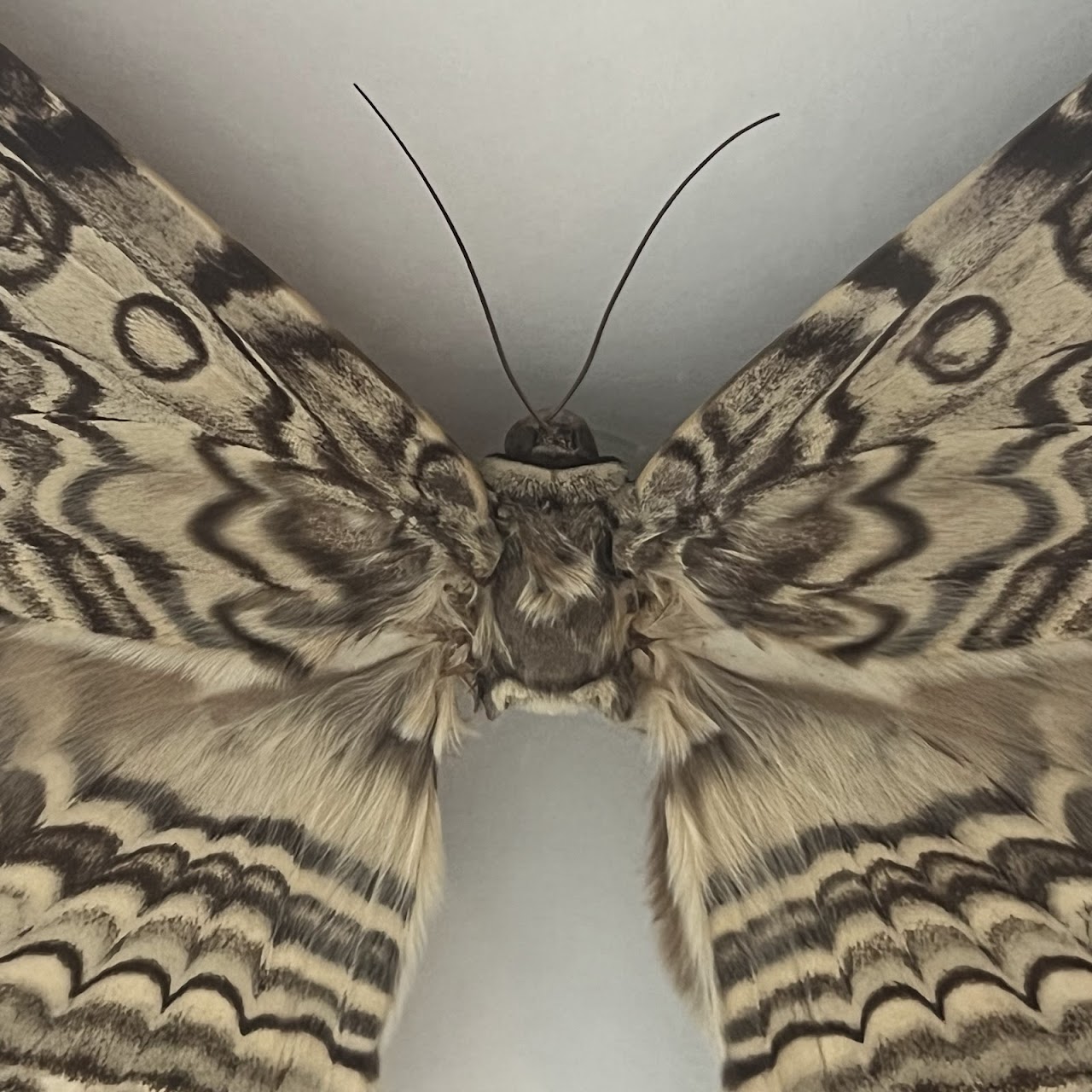 Christopher Marley 'Pheromone: Ghost Moth' Mounted Moth Specimen