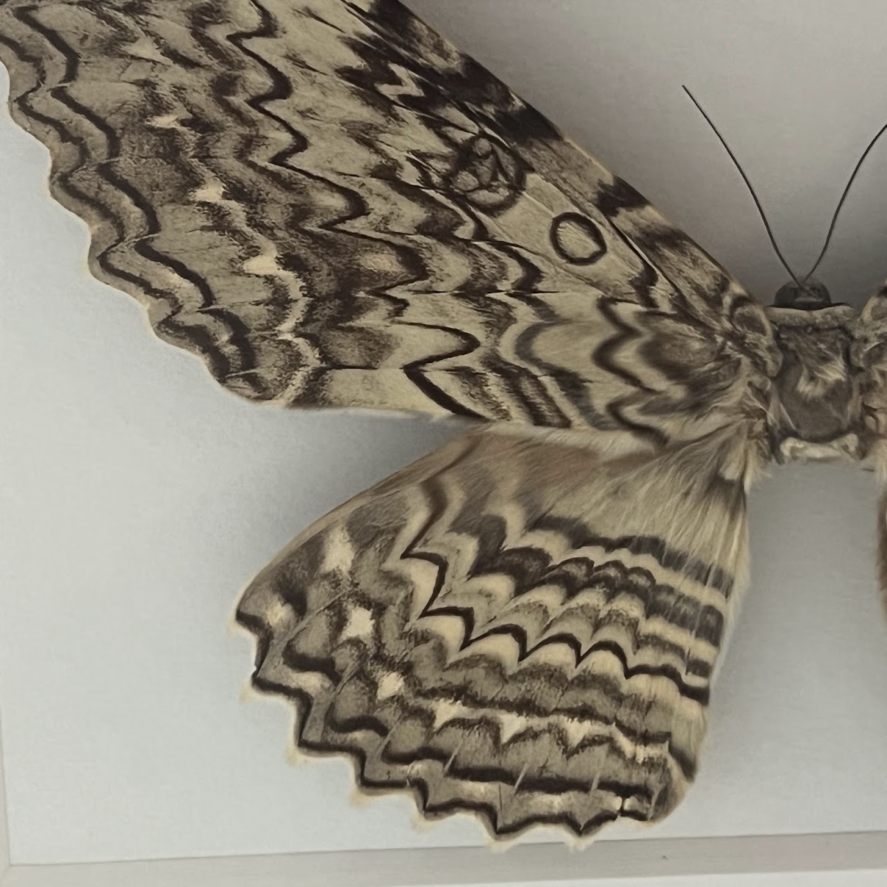 Christopher Marley 'Pheromone: Ghost Moth' Mounted Moth Specimen