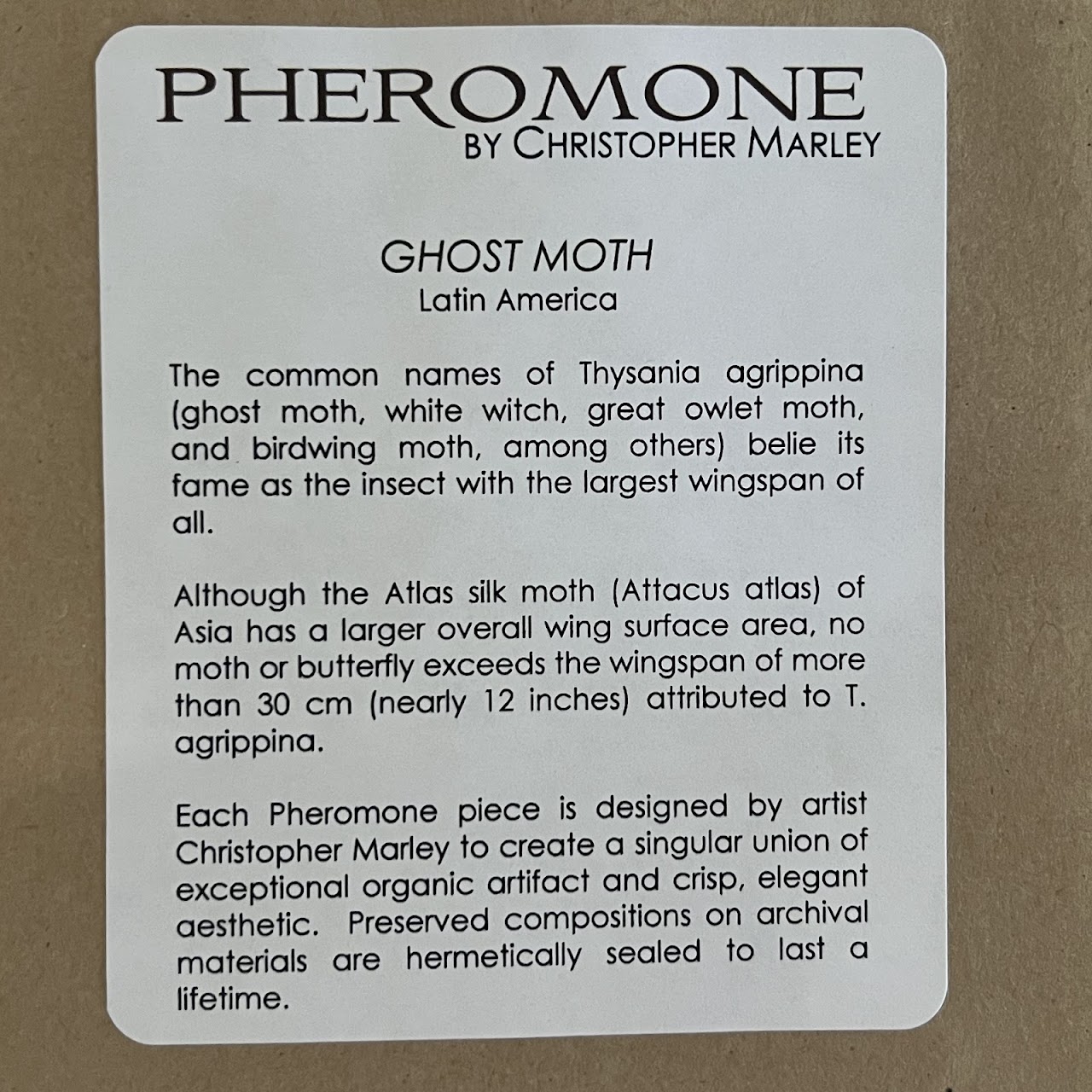 Christopher Marley 'Pheromone: Ghost Moth' Mounted Moth Specimen