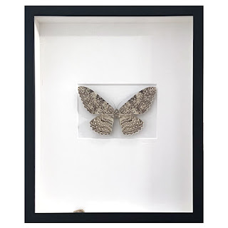 Christopher Marley 'Pheromone: Ghost Moth' Mounted Moth Specimen