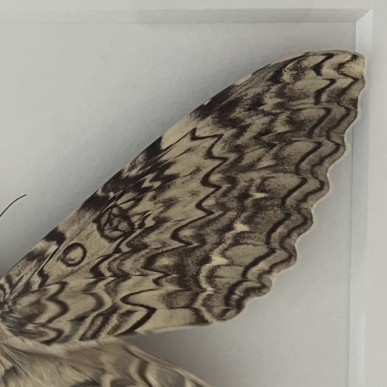 Christopher Marley 'Pheromone: Ghost Moth' Mounted Moth Specimen