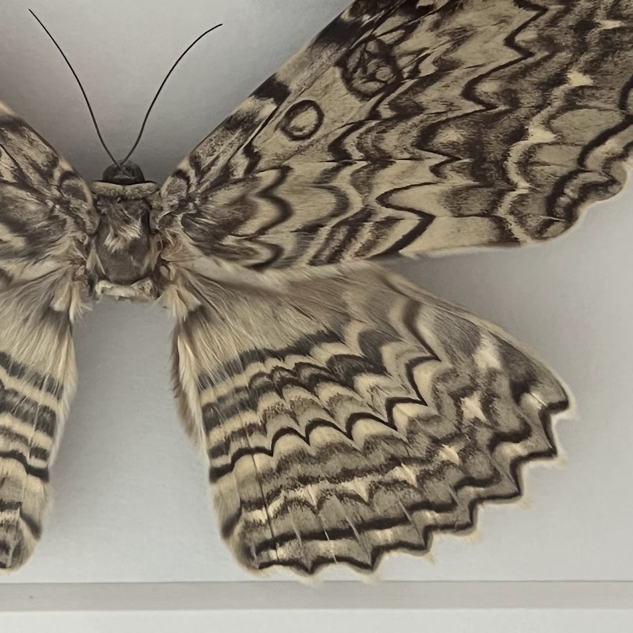 Christopher Marley 'Pheromone: Ghost Moth' Mounted Moth Specimen