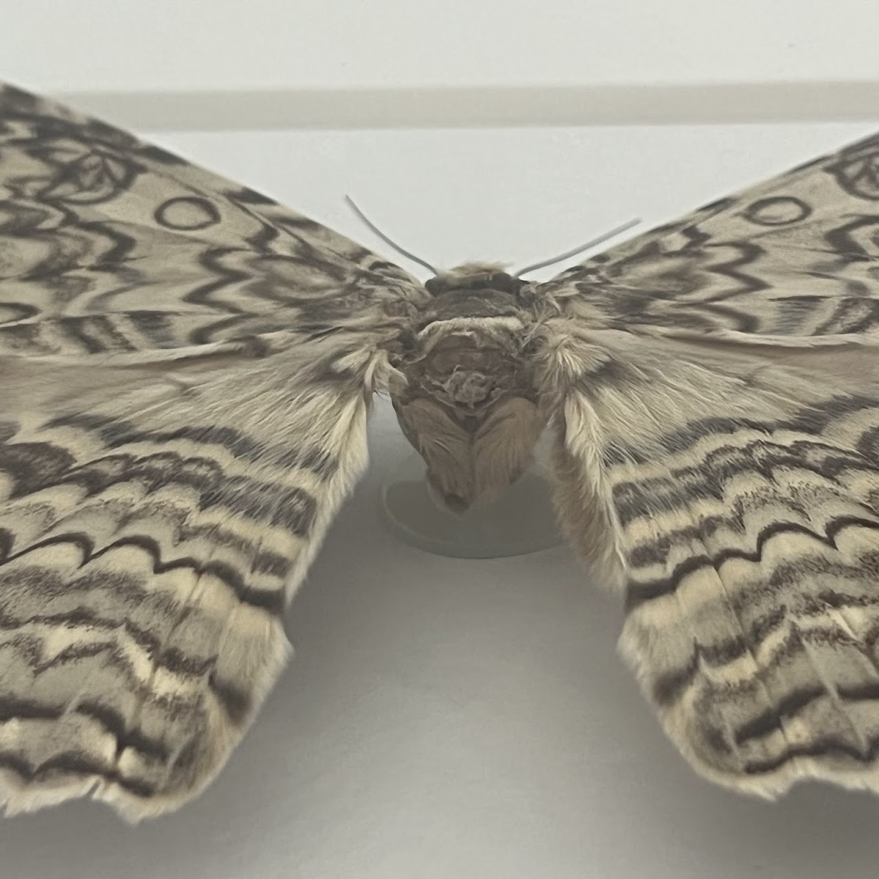 Christopher Marley 'Pheromone: Ghost Moth' Mounted Moth Specimen