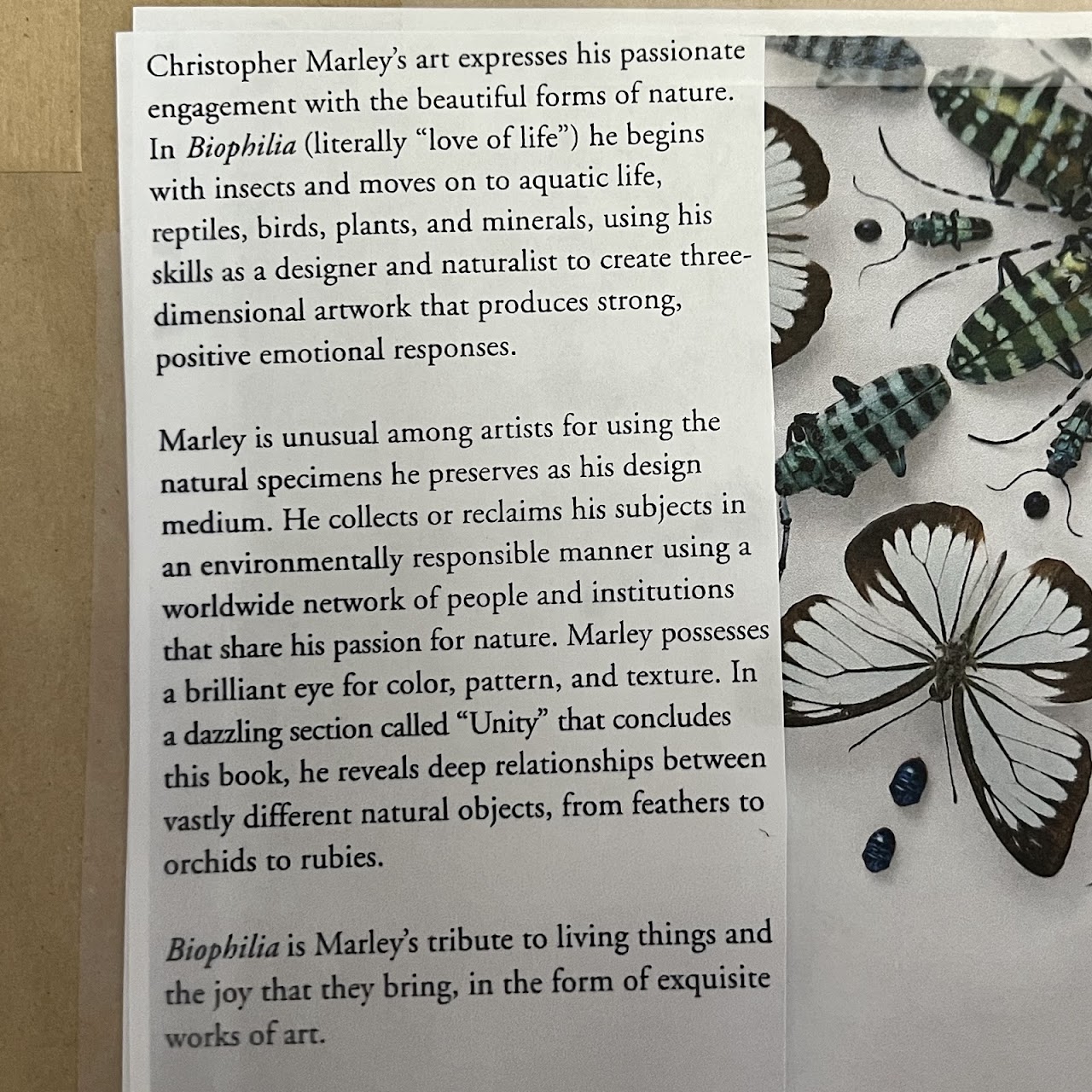 Christopher Marley 'Pheromone: Ghost Moth' Mounted Moth Specimen