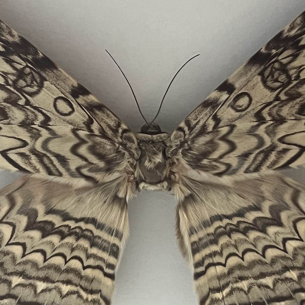 Christopher Marley 'Pheromone: Ghost Moth' Mounted Moth Specimen