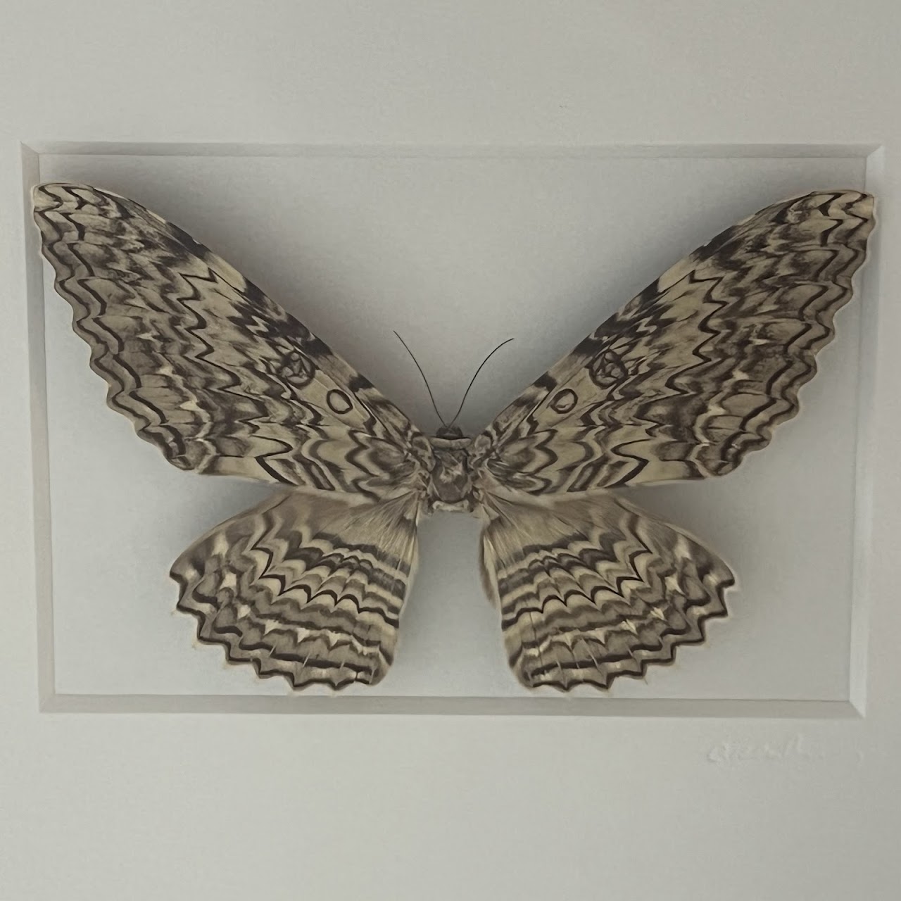 Christopher Marley 'Pheromone: Ghost Moth' Mounted Moth Specimen