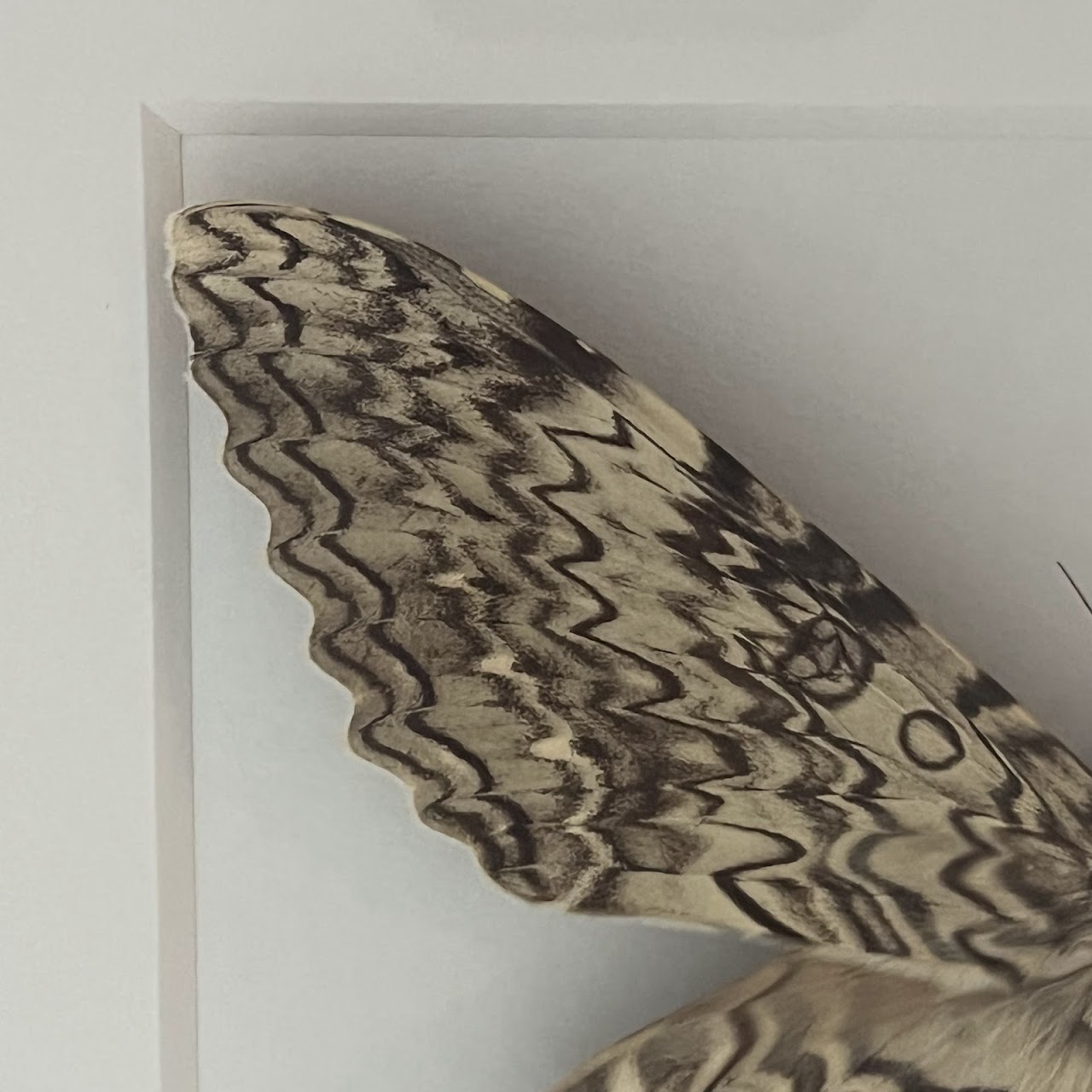 Christopher Marley 'Pheromone: Ghost Moth' Mounted Moth Specimen