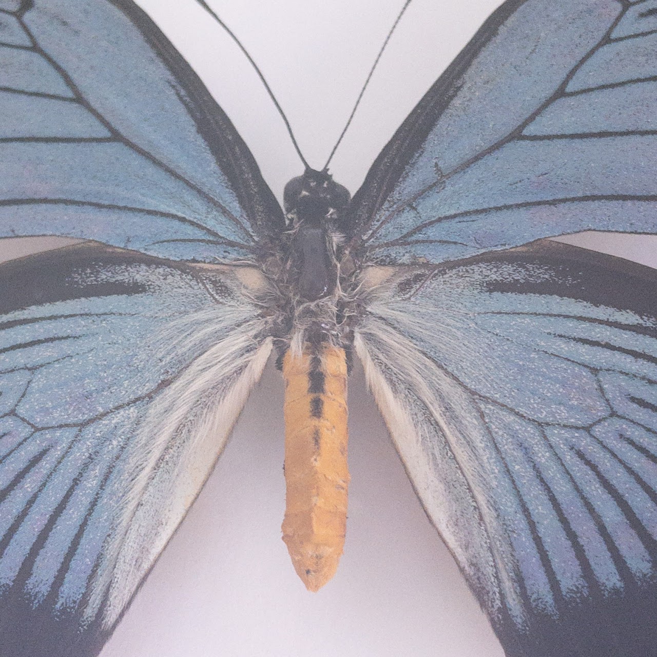 Christopher Marley 'Pheromone' Mounted Butterfly Specimen