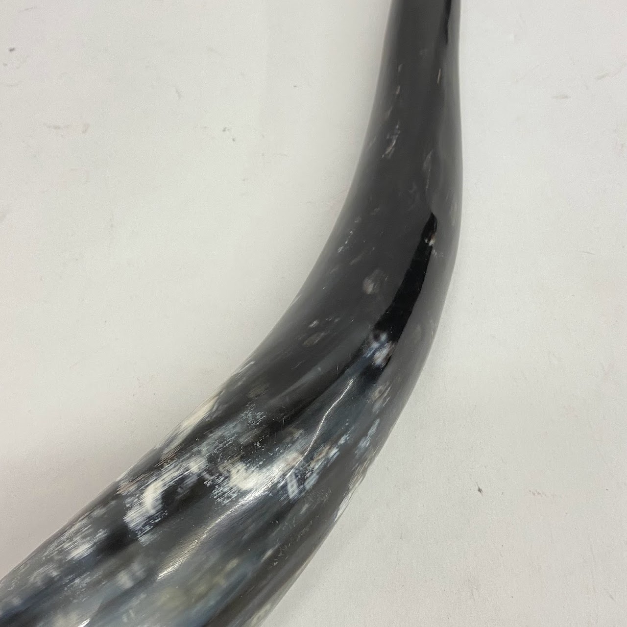 Polished Cow Horn