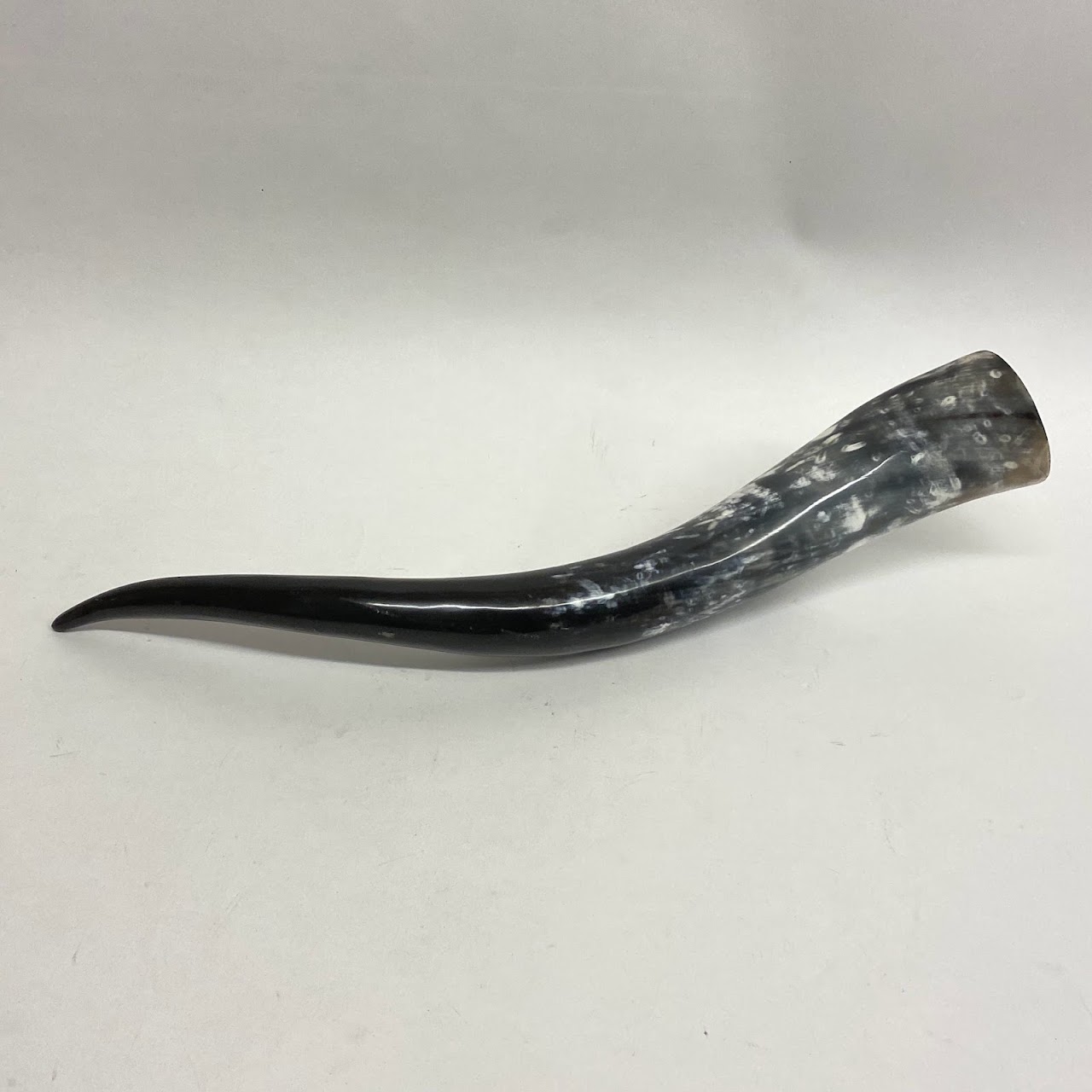 Polished Cow Horn