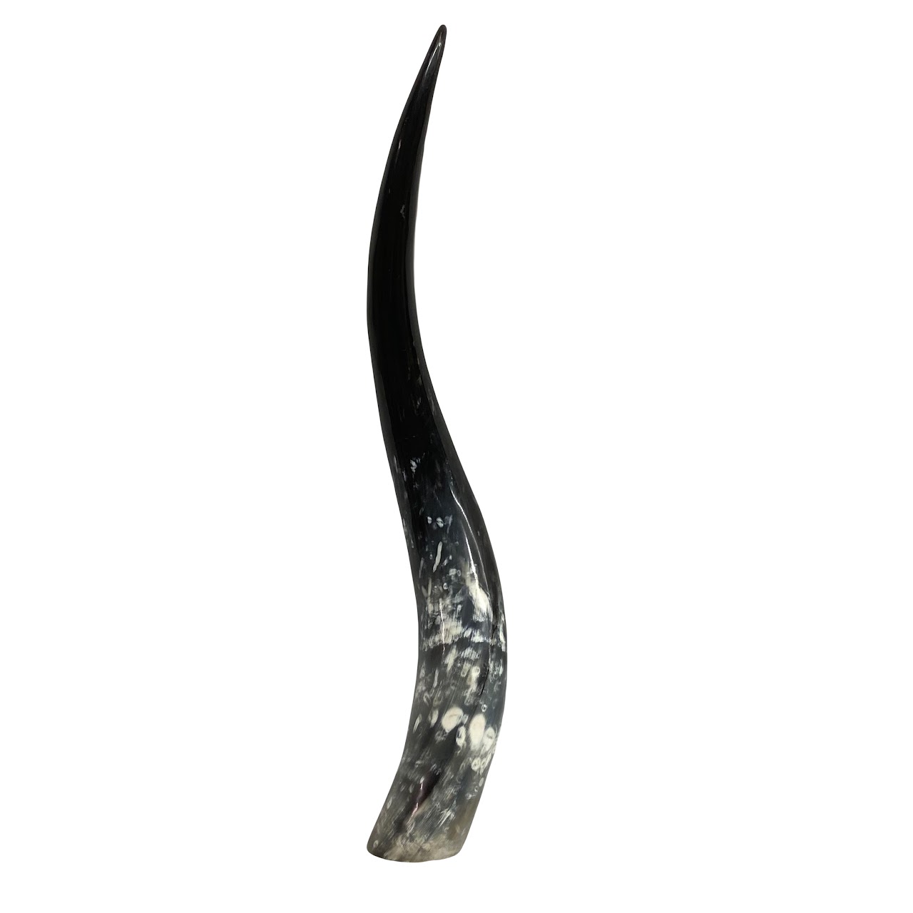 Polished Cow Horn