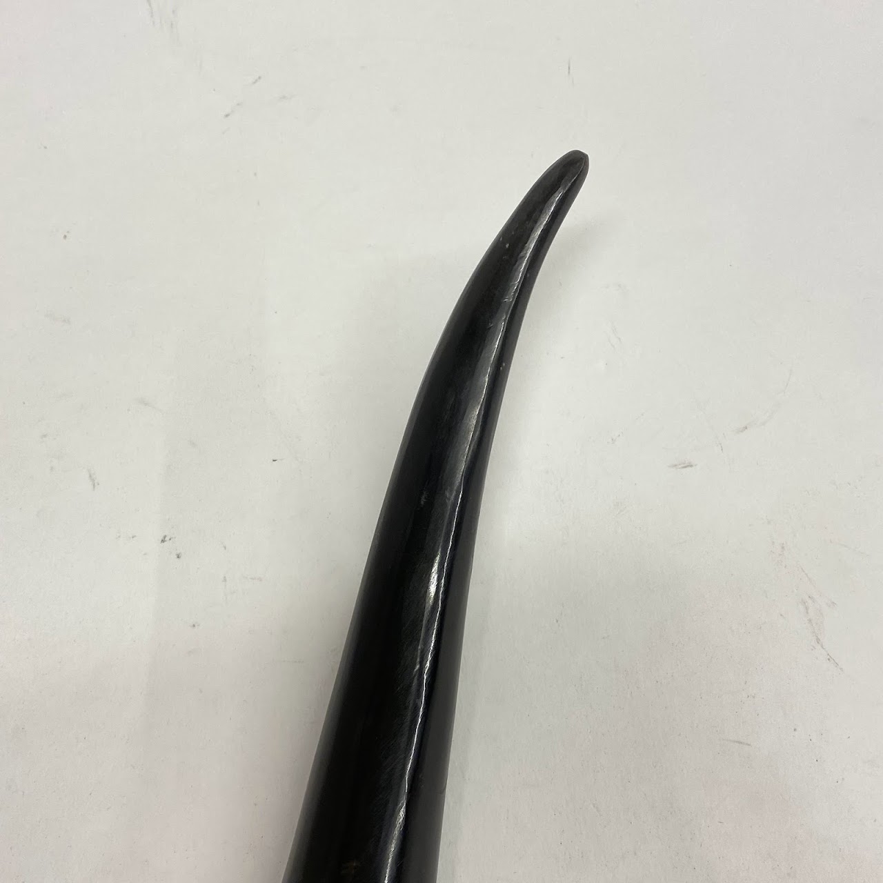 Polished Cow Horn