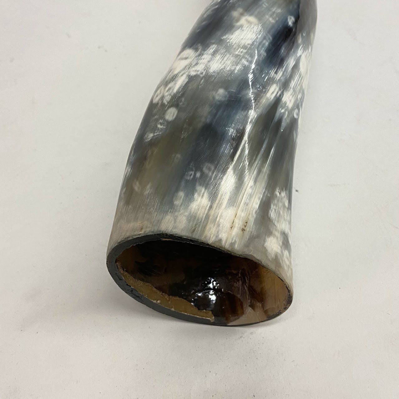 Polished Cow Horn