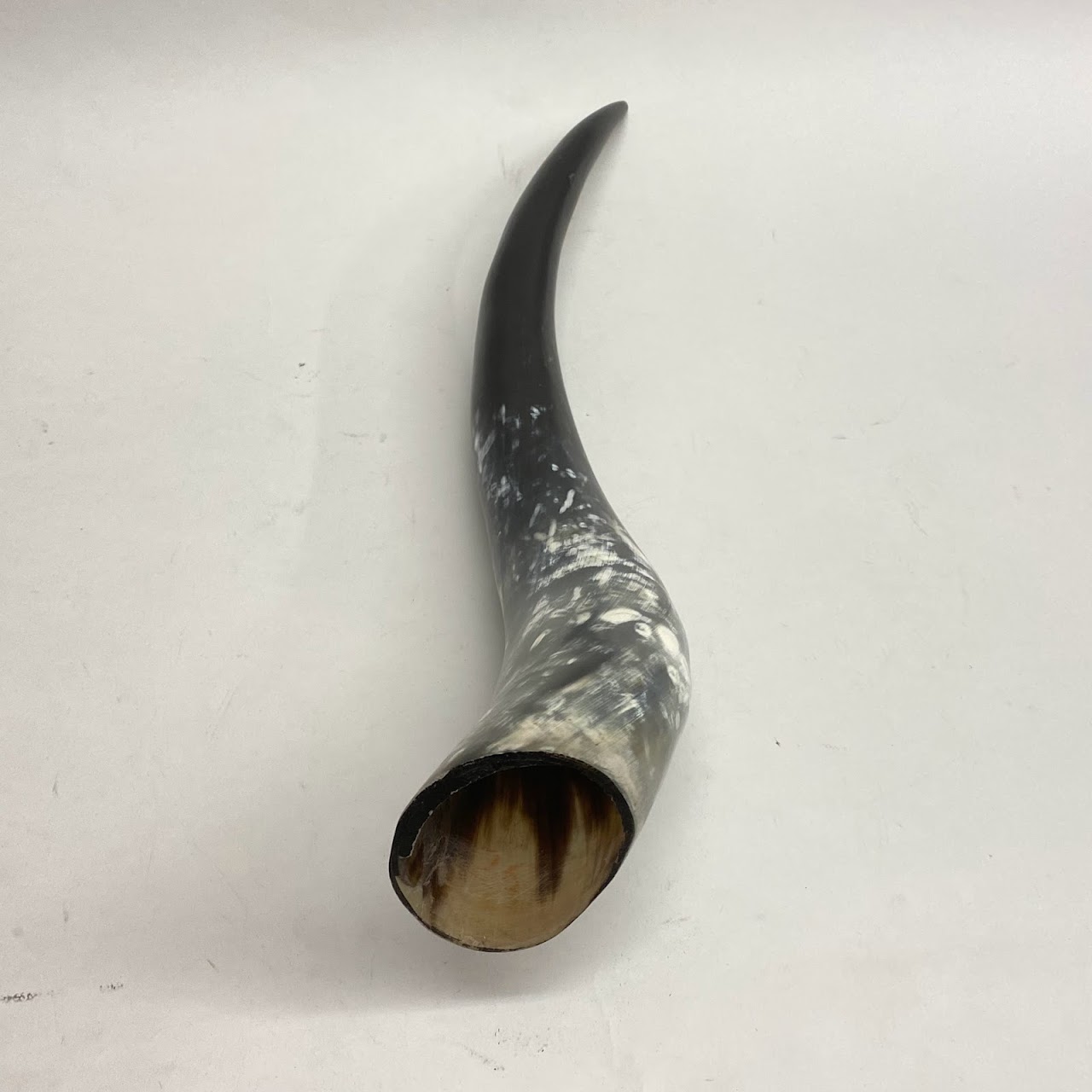 Polished Cow Horn