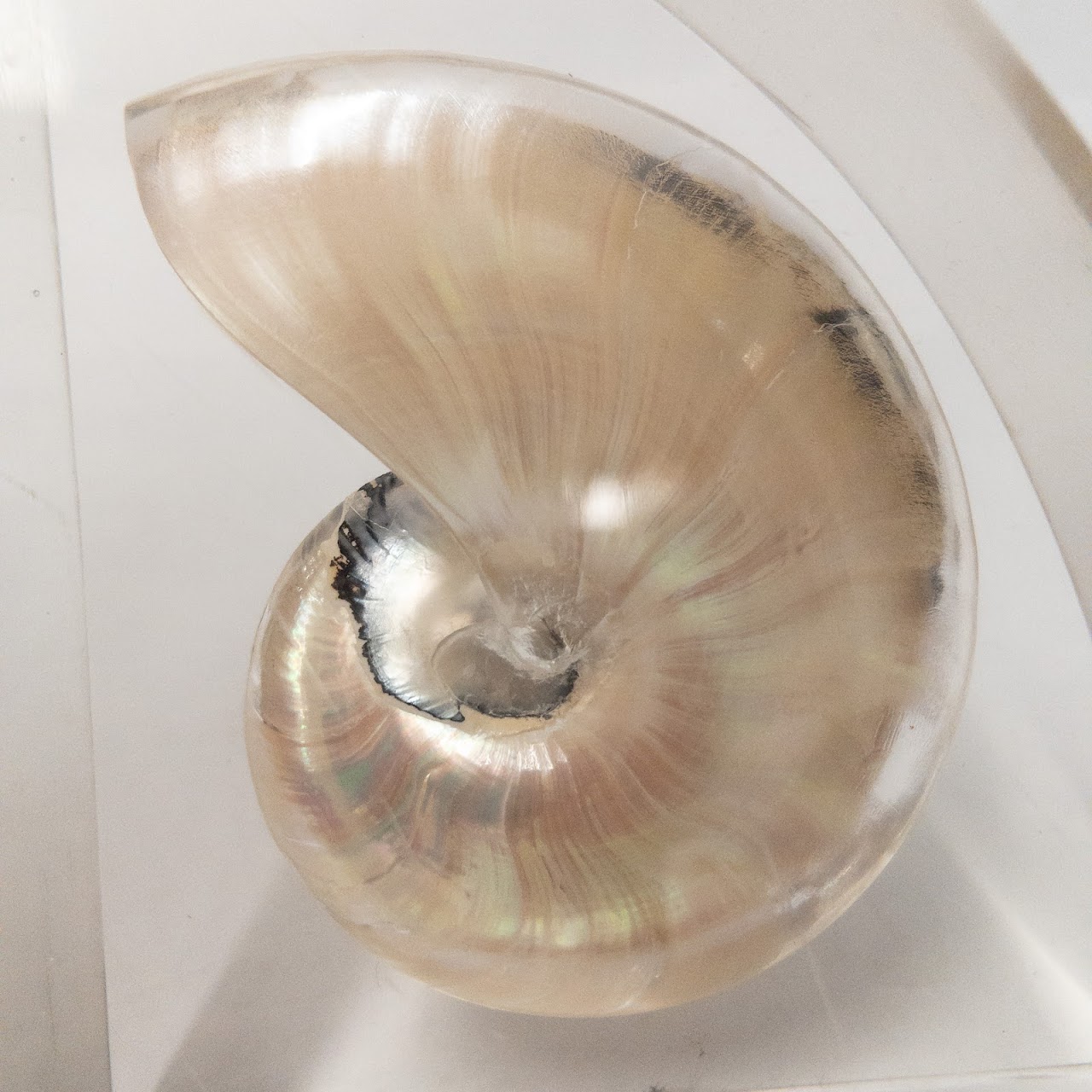 Nautilus Shell Bookends Pair