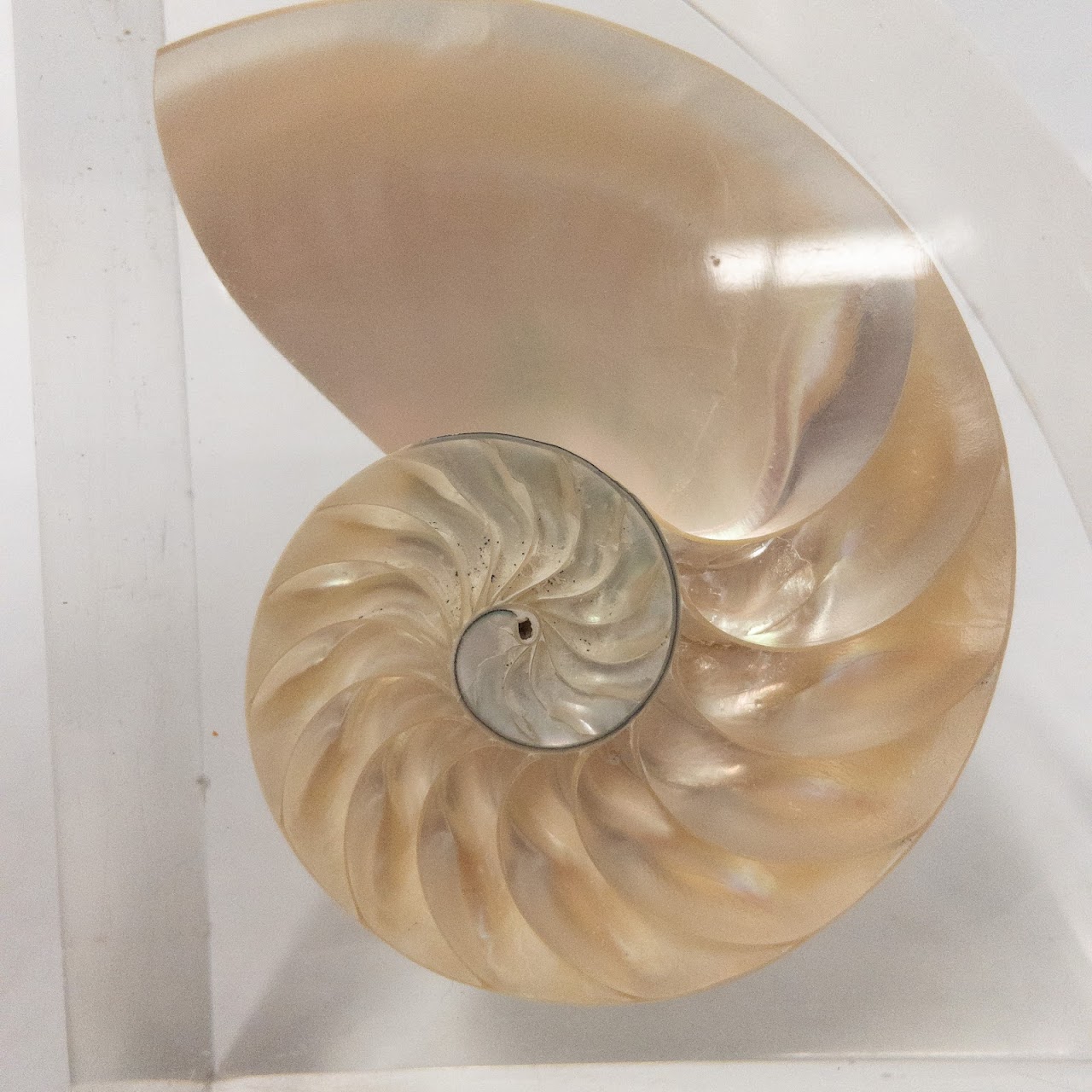 Nautilus Shell Bookends Pair