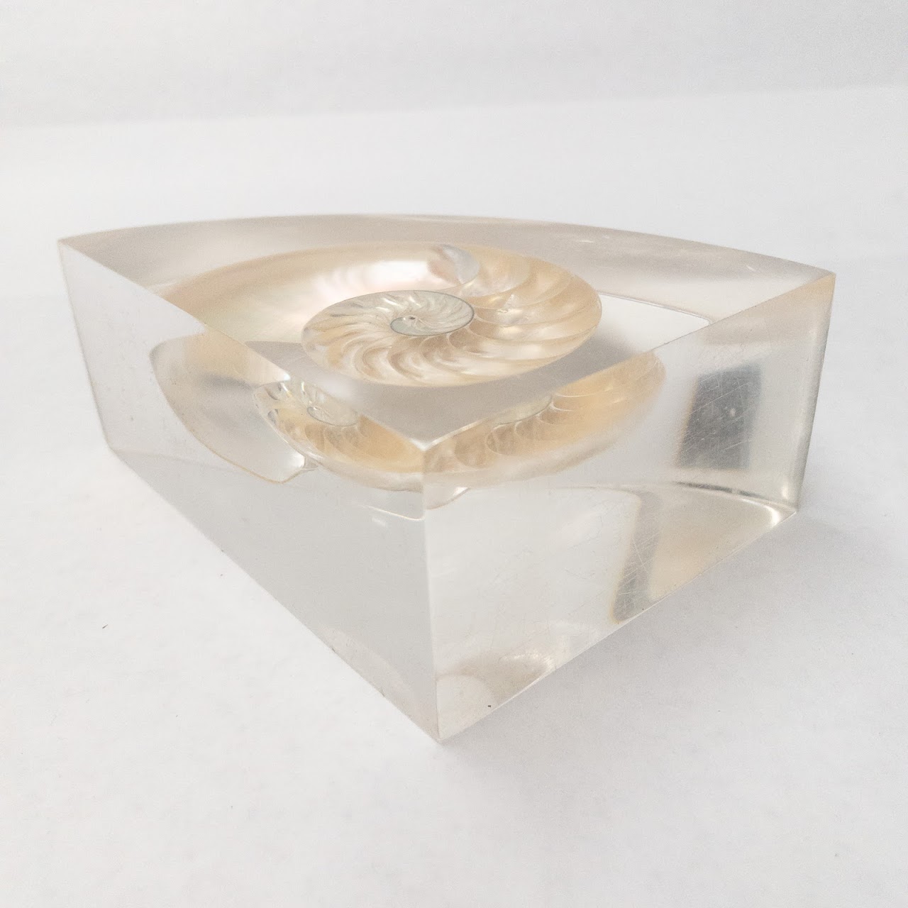 Nautilus Shell Bookends Pair