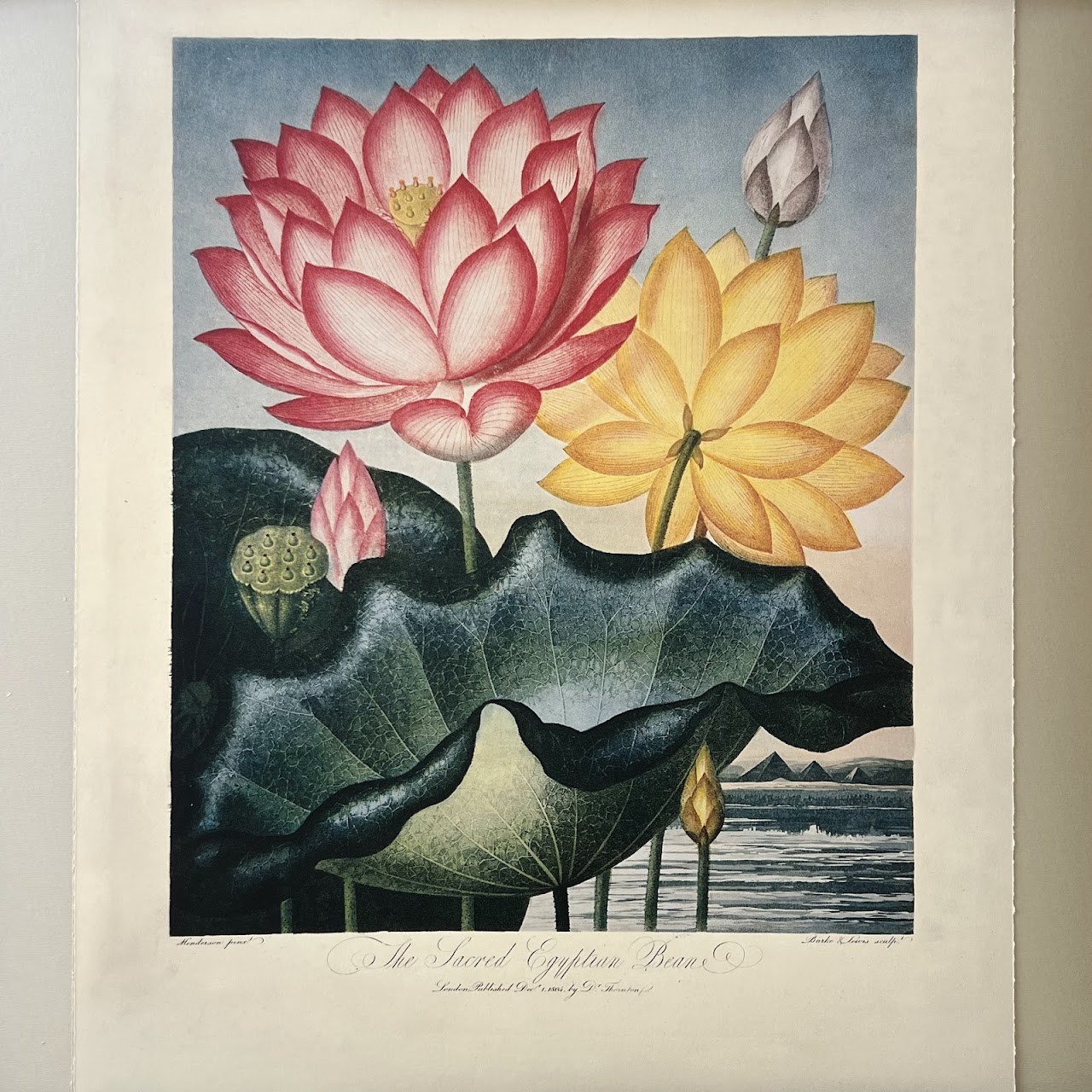 'The Temple of Flora: The Complete Plates' First Edition