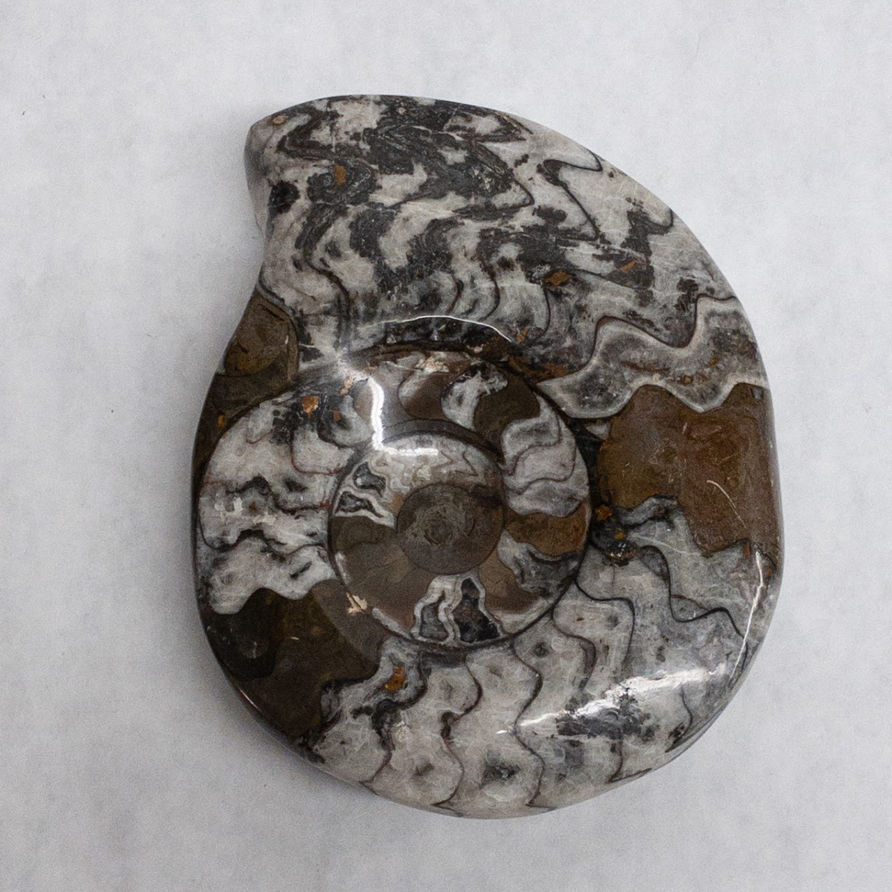 Ammonite-Inspired Stone Dish Pair