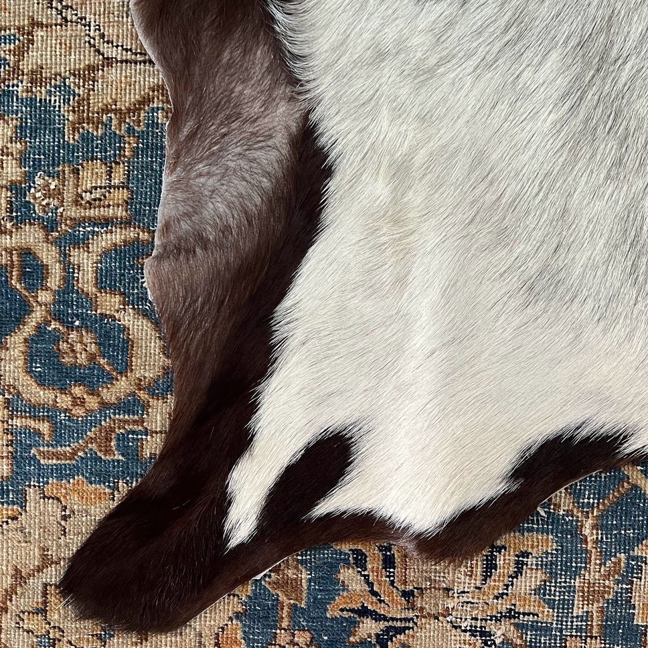 Small Goat Hide Rug